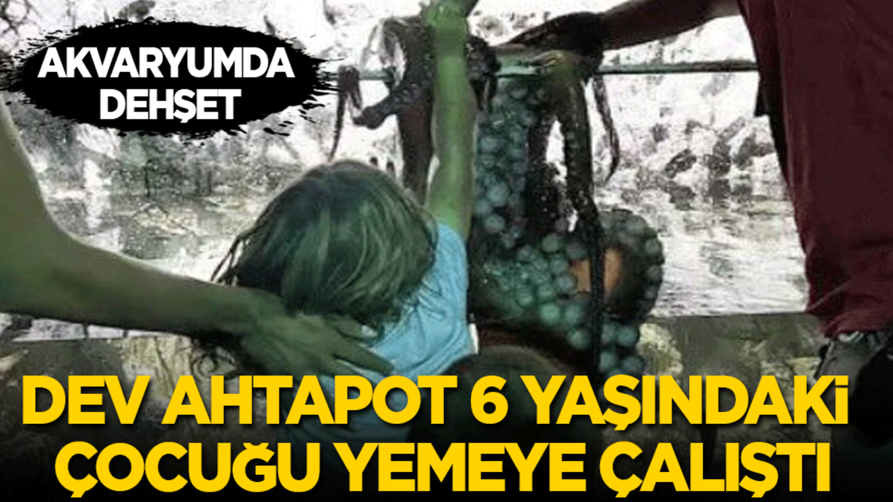 Akvaryumda dehşet! Dev ahtapot 6 yaşındaki çocuğu yemeye çalıştı