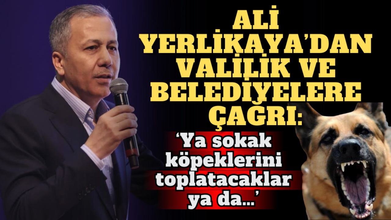Ali Yerlikaya’dan Valilik ve Belediyelere çağrı: Ya sokak köpeklerini toplatacaklar ya da…