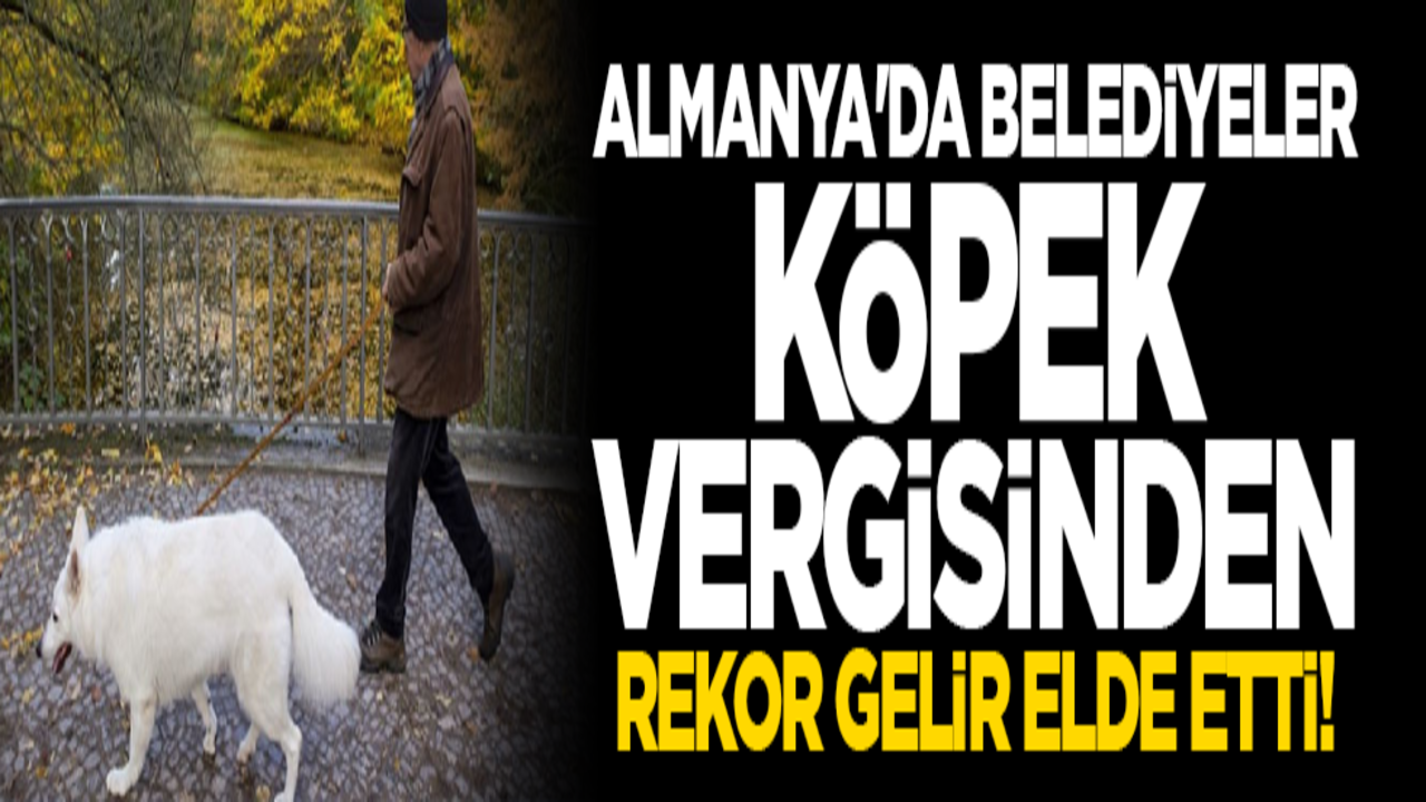 Almanya'da belediyeler köpek vergisinden rekor gelir elde etti!