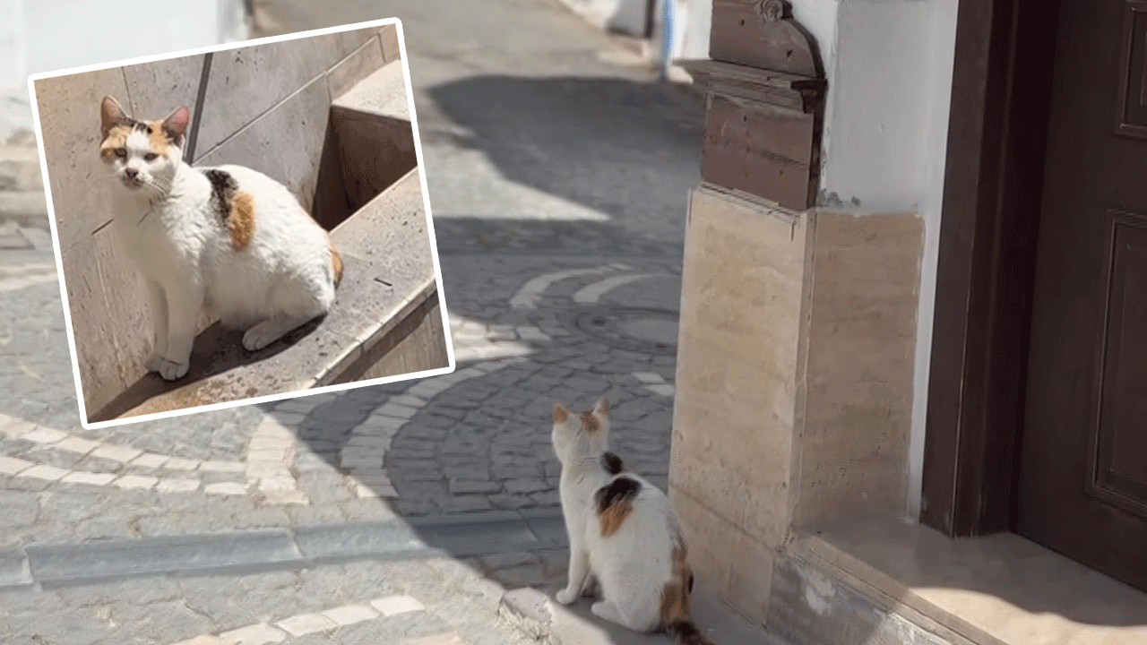 Amasya’nın kedileri cami önünde cemaati bekliyor!