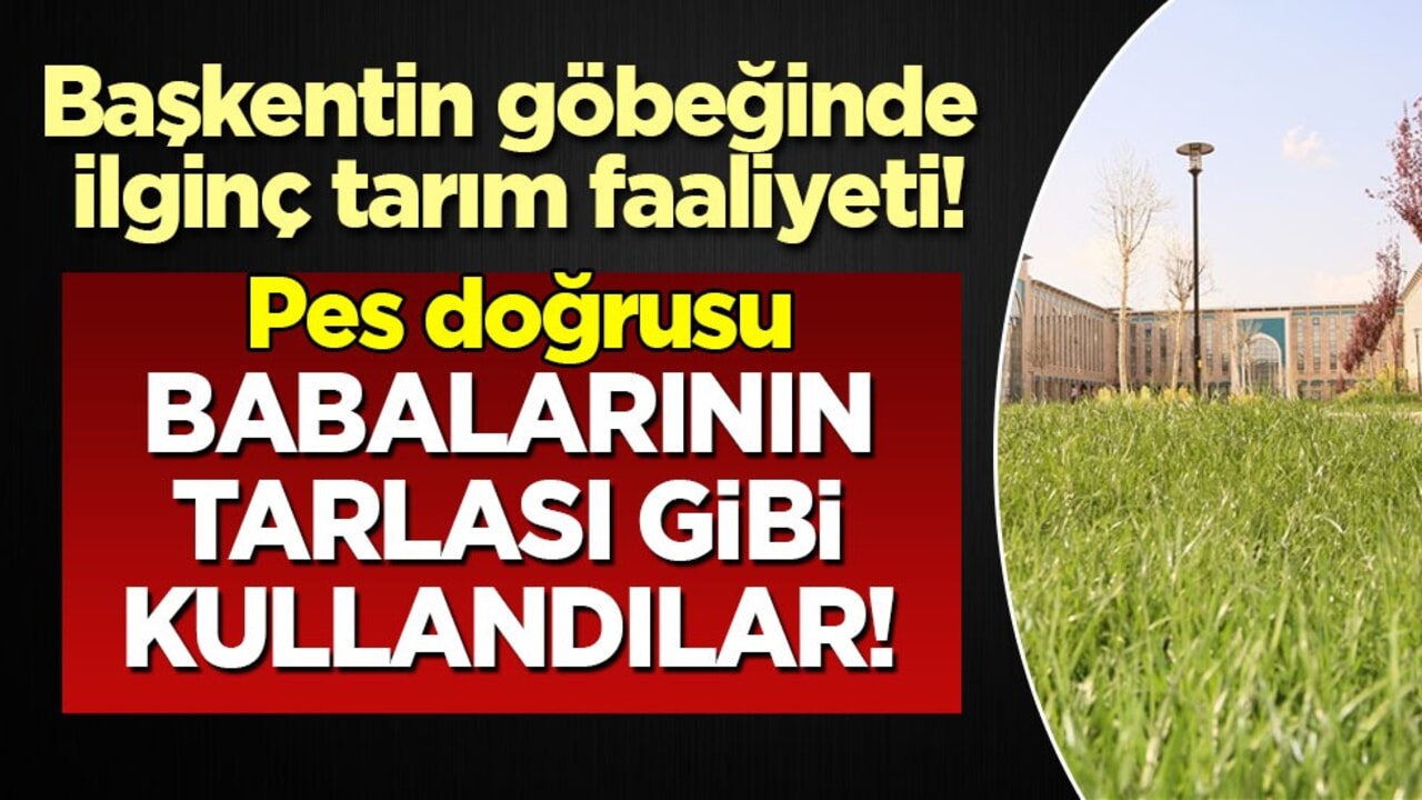 Ankara'da ilginç tarım faaliyeti! Cesaretin bu kadarına pes doğrusu: Babalarının tarlası mı?