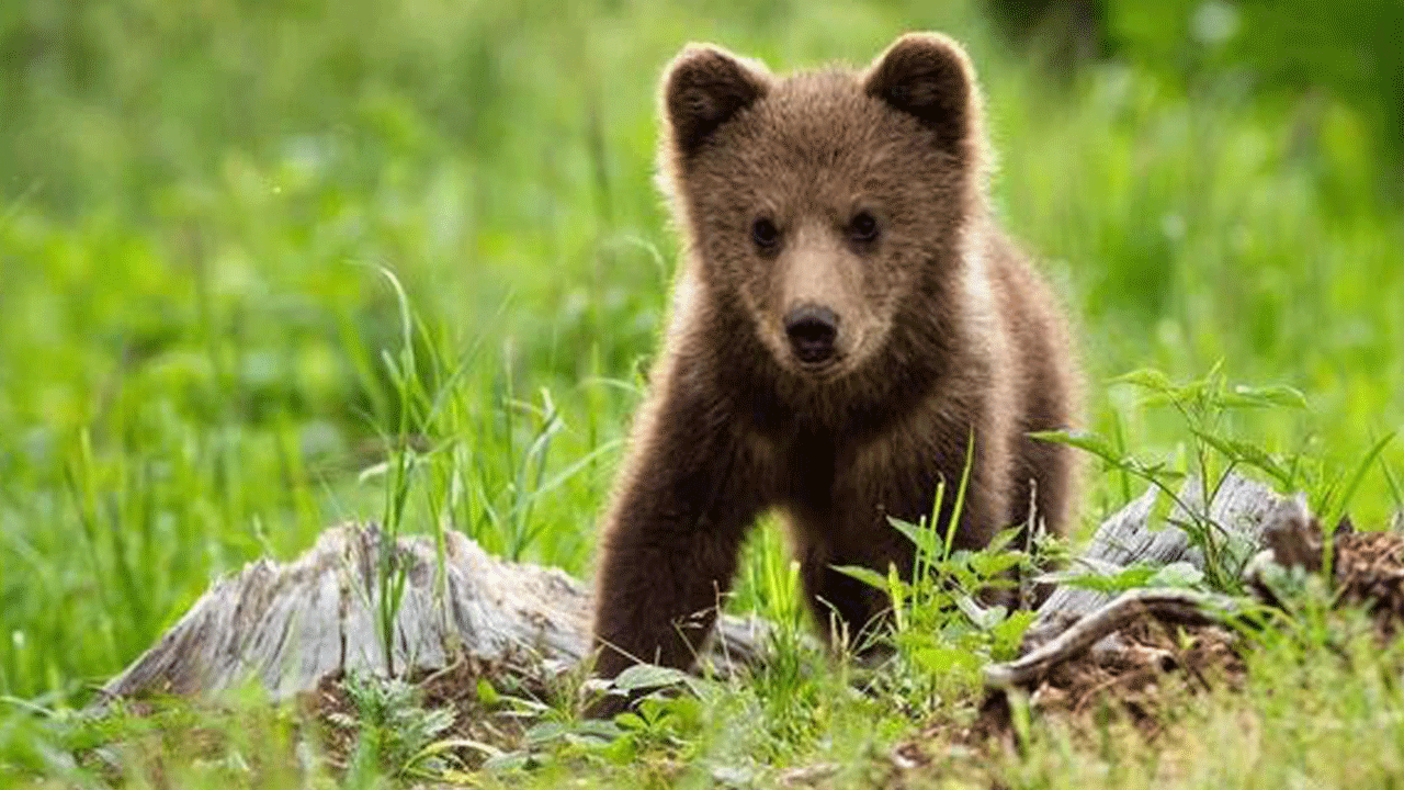 Annesini kaybeden yavru ayı, ağlaya ağlaya annesini aradı