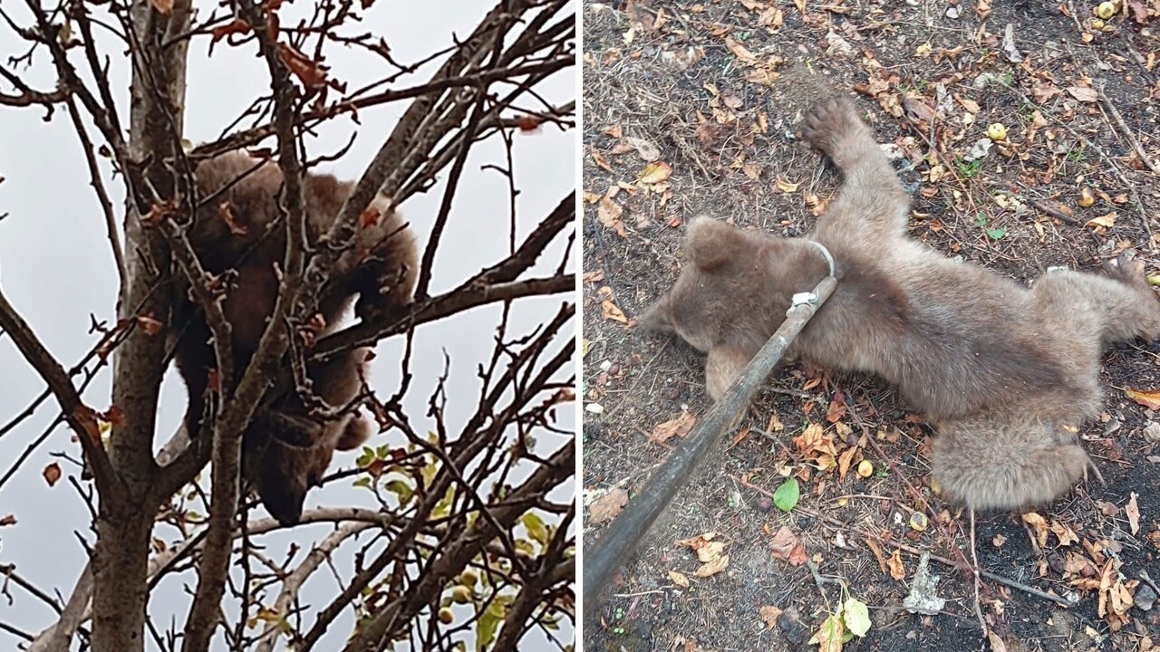 Annesini kaybeden yavru ayı korkudan çıktığı elma ağacında mahsur kaldı