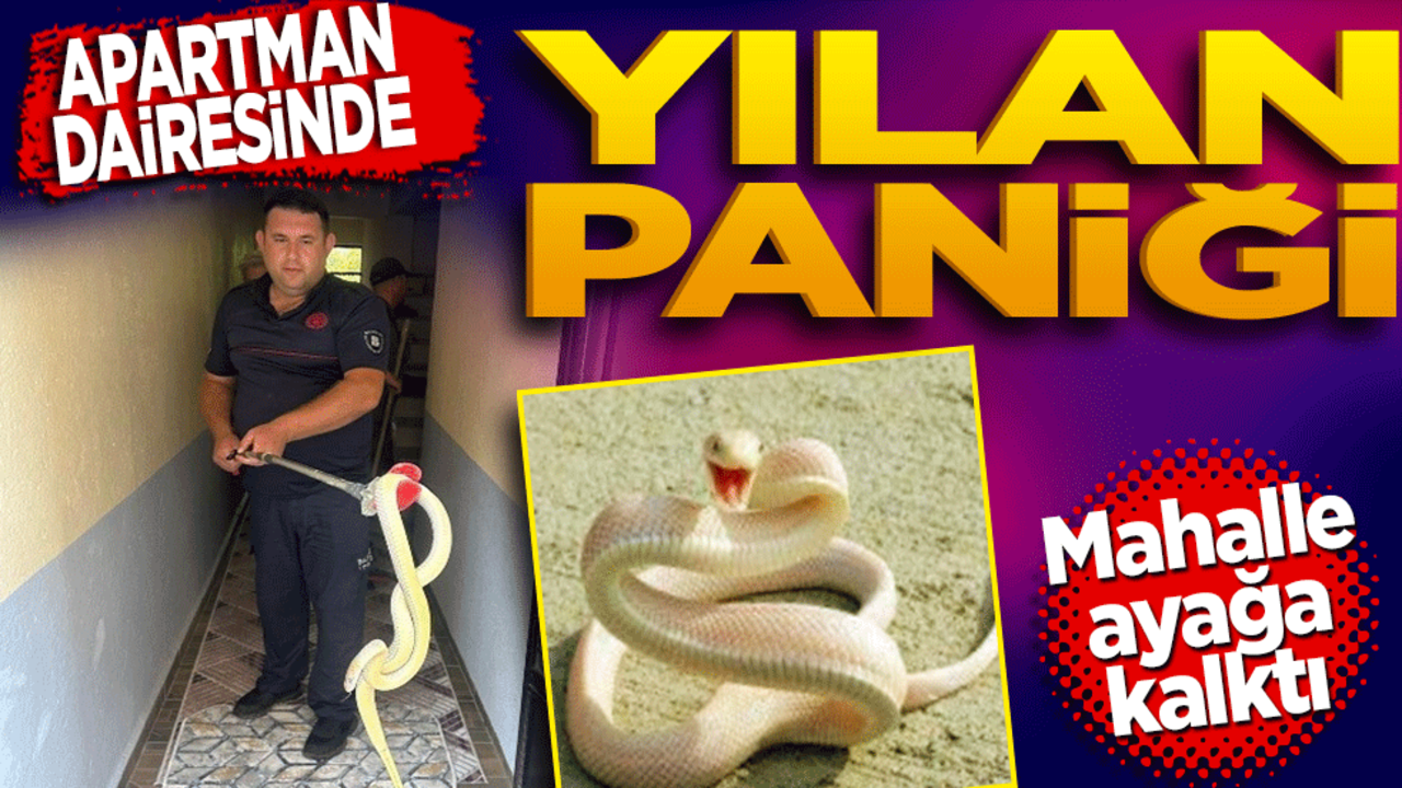 Apartman Dairesinde Yılan Paniği! Mahalle ayağa kalktı