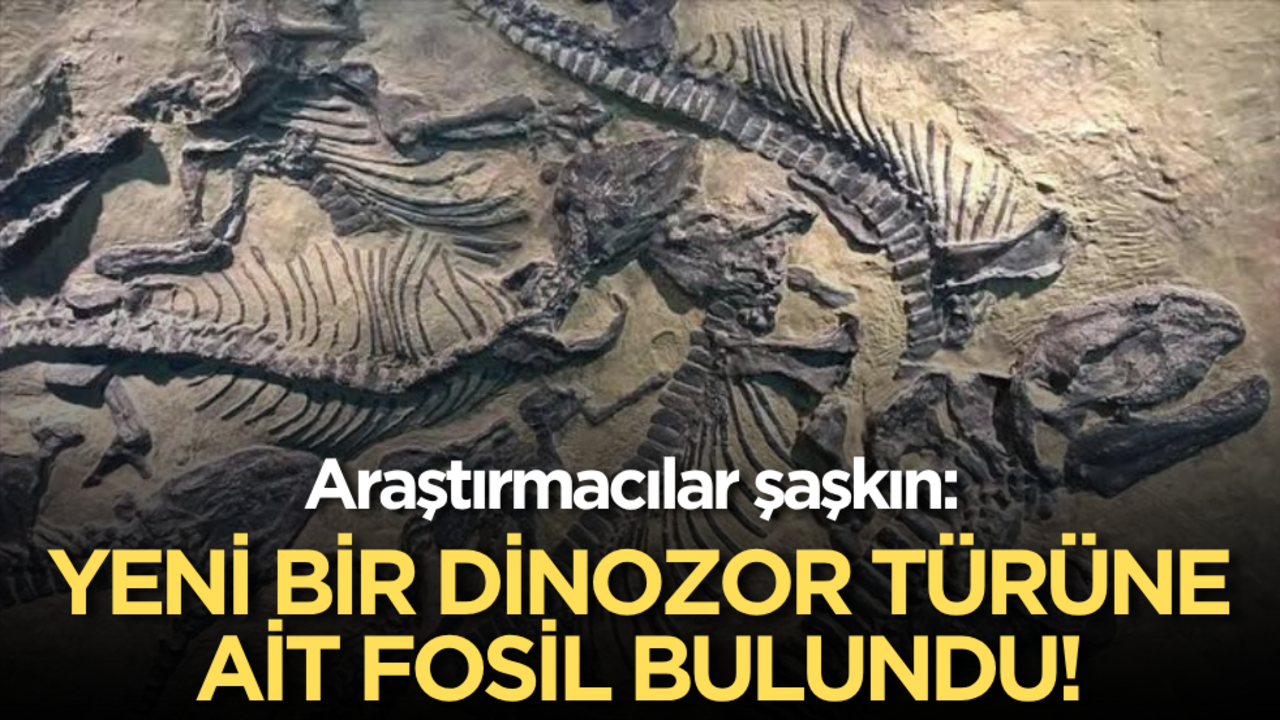 Araştırmacılar şaşkın: Yeni bir dinozor türüne ait fosil bulundu!