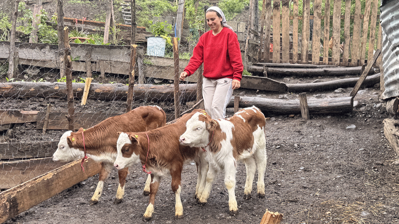 Artvinli köylüye dördüz buzağı sürprizi: İlk kez böyle bir şey görüyoruz