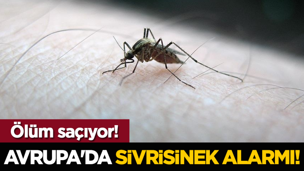 Avrupa'da sivrisinek alarmı! Ölüm saçıyor!