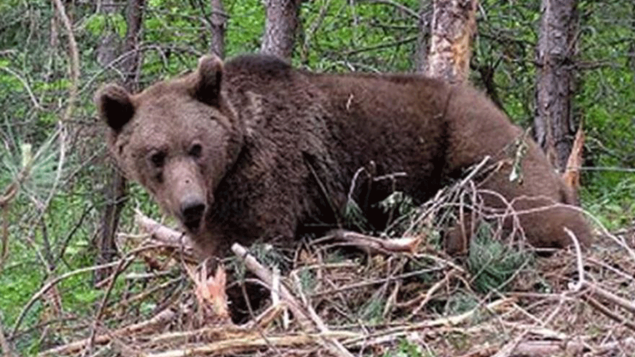 Ayı, hayvan otlatan genç çobanı öldürdü
