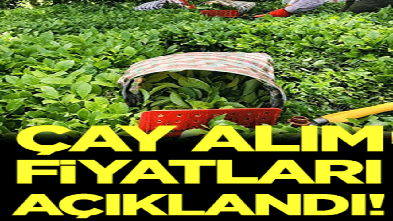 Bakanlık duyurdu: Çay alım fiyatları belli oldu!