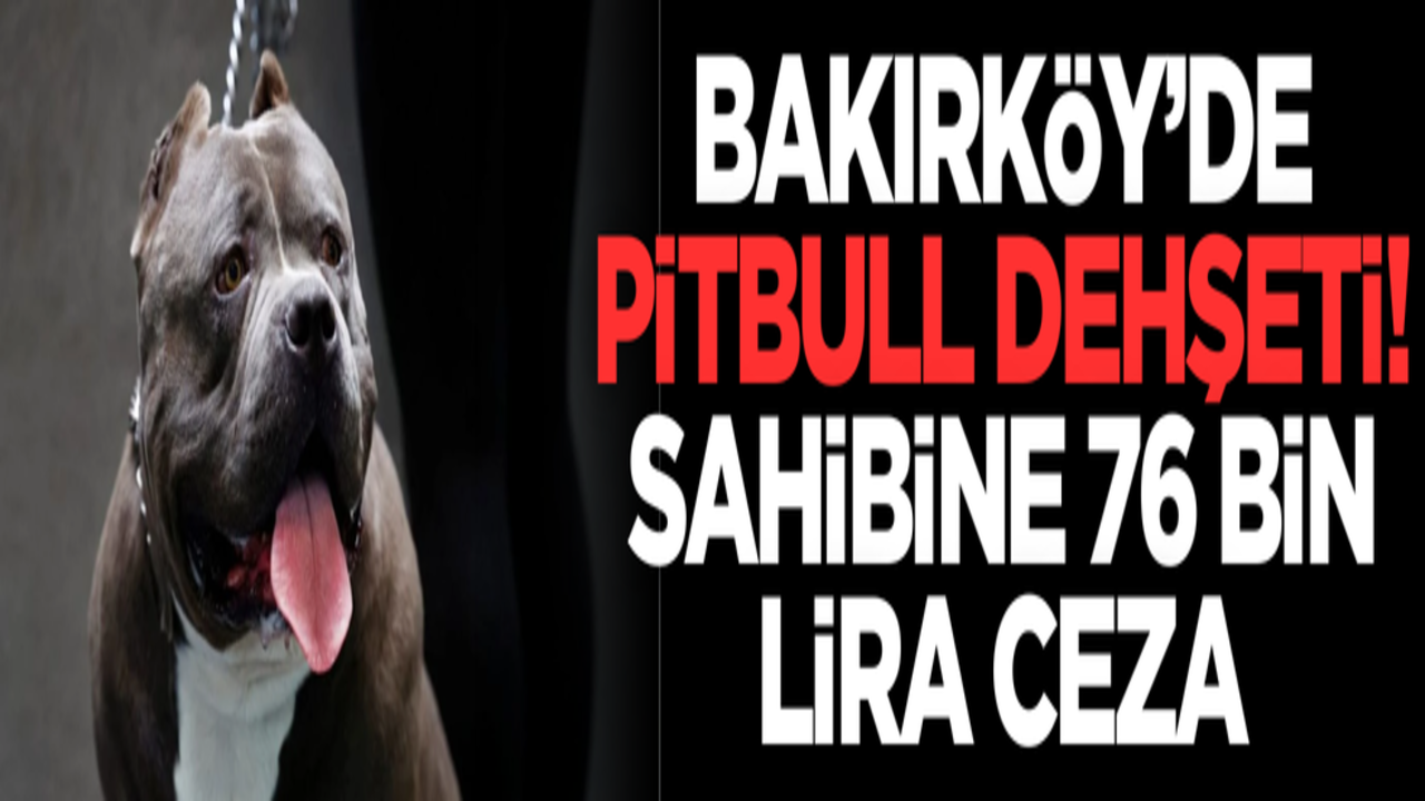 Bakırköy’de pitbull dehşeti! Sahibine 76 bin lira ceza