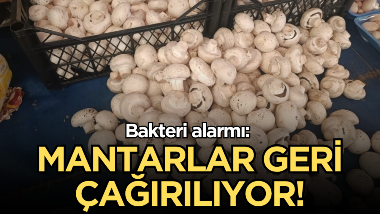 Bakteri alarmı: Mantarlar geri çağırılıyor!