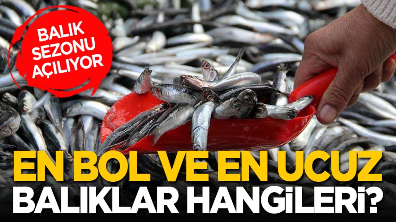 Balık sezonu açılıyor: En bol ve en ucuz balıklar hangileri?