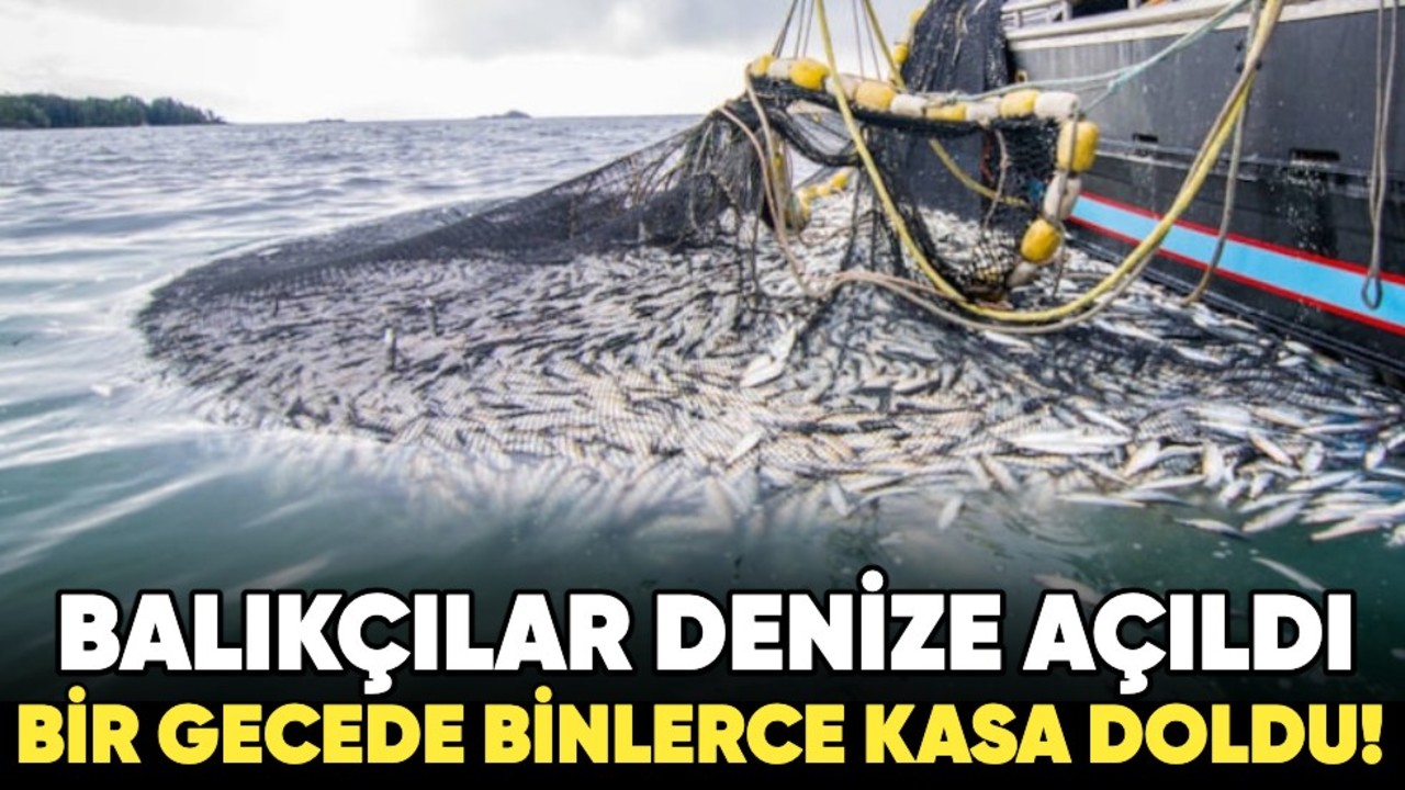 Balıkçılar denize açıldı, bir gecede binlerce kasa doldu!