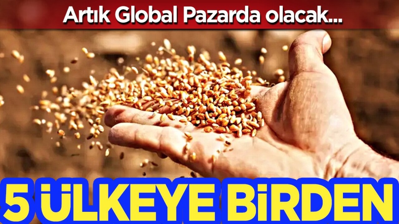 Balıkesir'de üretilen yerli ve milli tohumlar: Azerbaycan, KKTC, İran, Irak, Türkmenistan’a ihraç ediliyor!