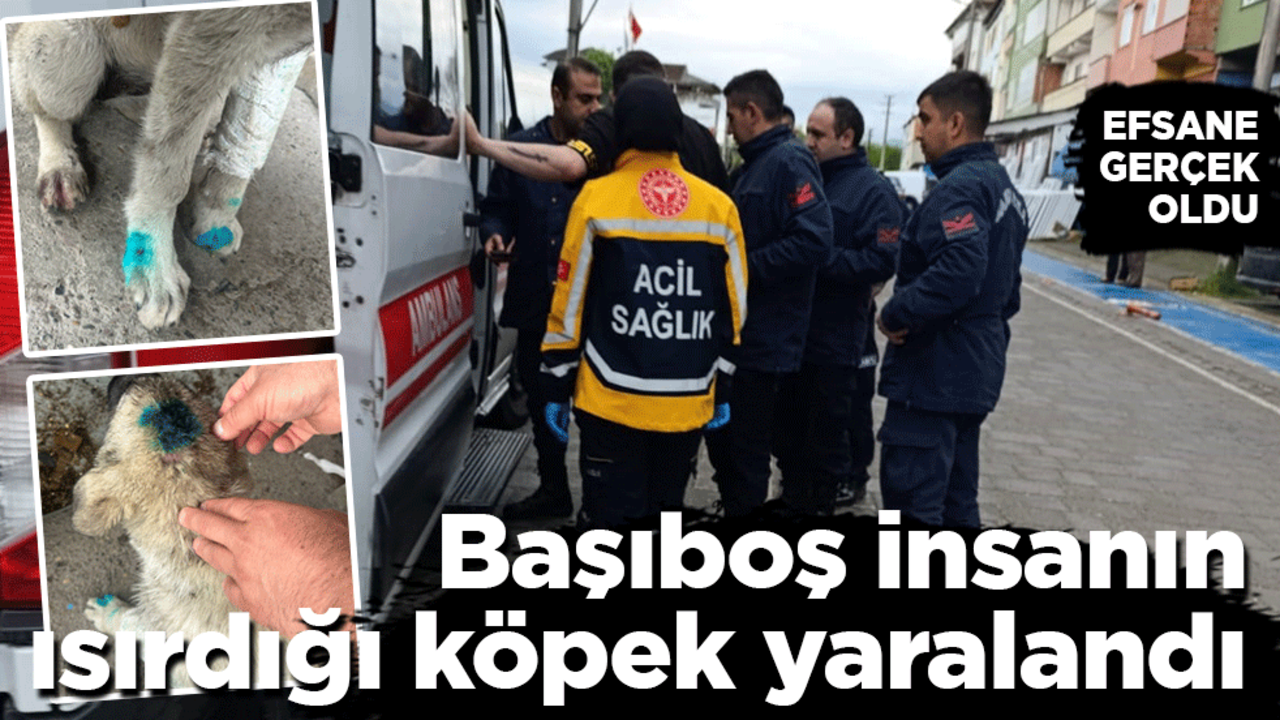 Başıboş insanın ısırdığı sokak köpeği yaralandı: Efsane gerçek oldu!