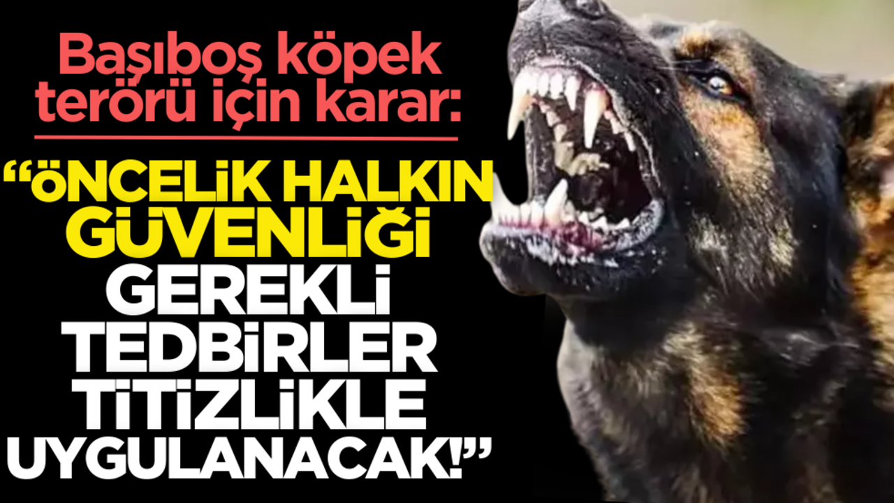 Başıboş köpek terörü için karar: ‘Öncelik halkın can güvenliği, gerekli tedbirler uygulanacak’