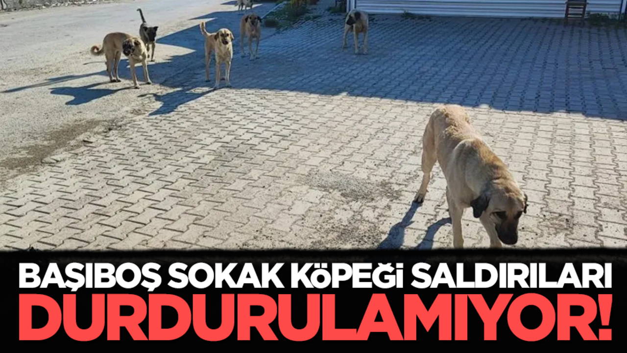Başıboş sokak köpeği saldırıları durdurulamıyor!