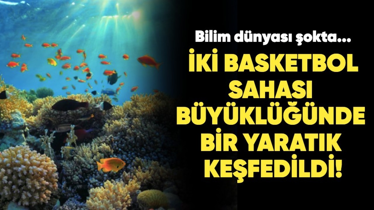 Bilim dünyası şokta... İki basketbol sahası büyüklüğünde bir yaratık keşfedildi!