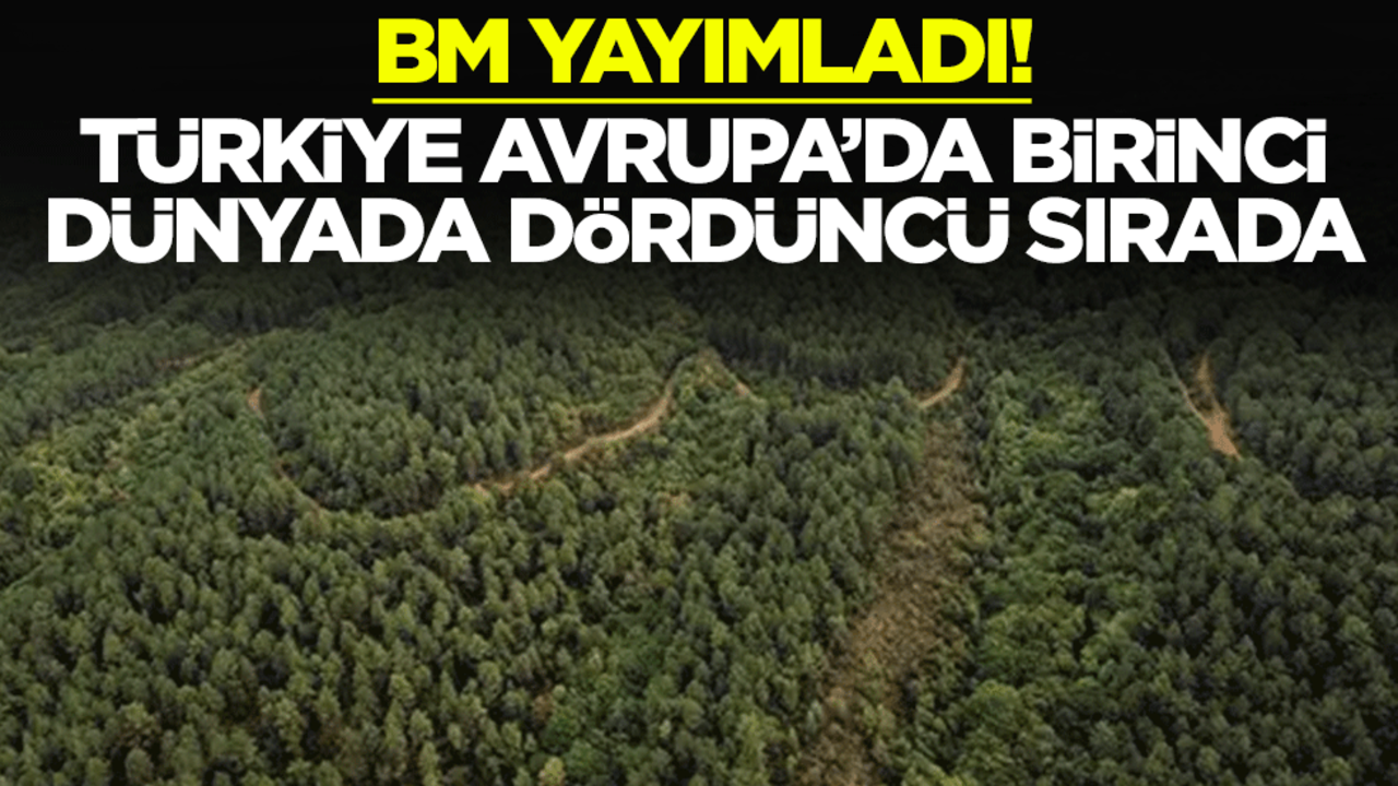 BM yayımladı! Türkiye orman varlığını artıran ülkeler sıralamasında Avrupa’da birinci dünyada dördüncü