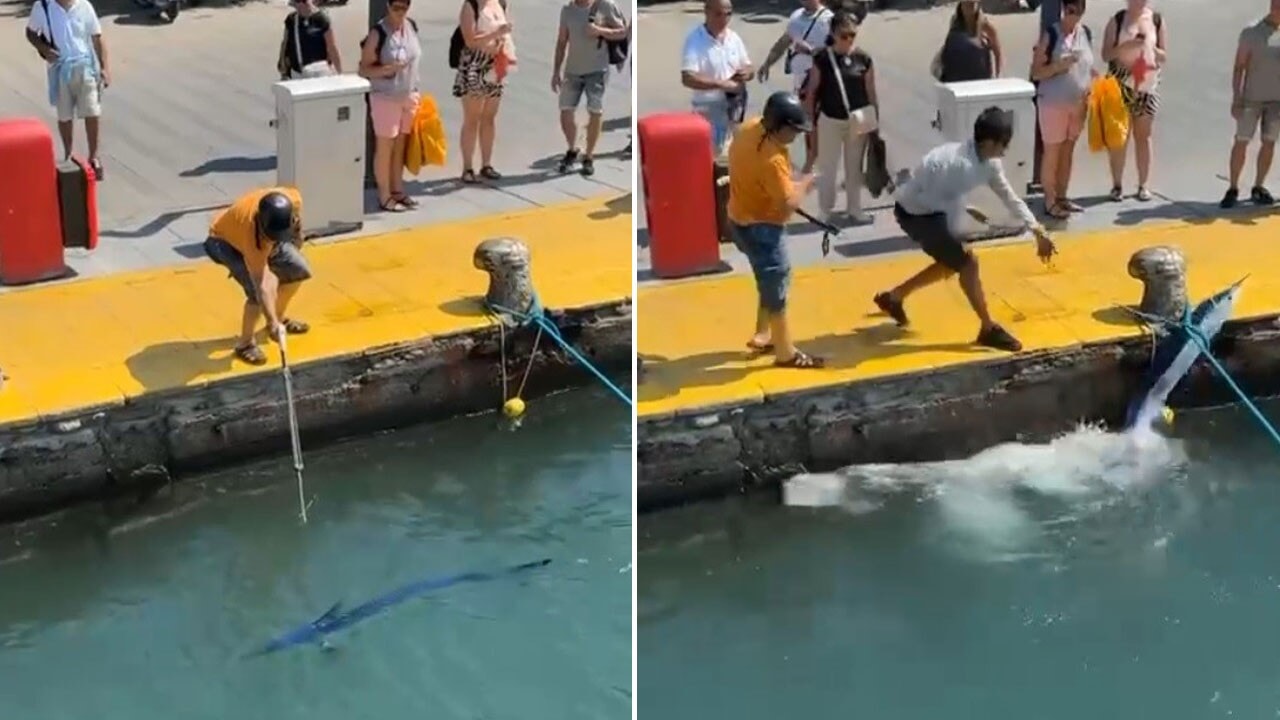 Bodrum’da görülen nesli tükenen balığı zıpkınla vurdular