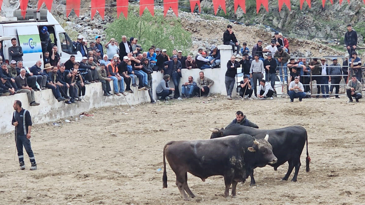 Boğalar arenada sahipleri dışarıda birbirine girdi