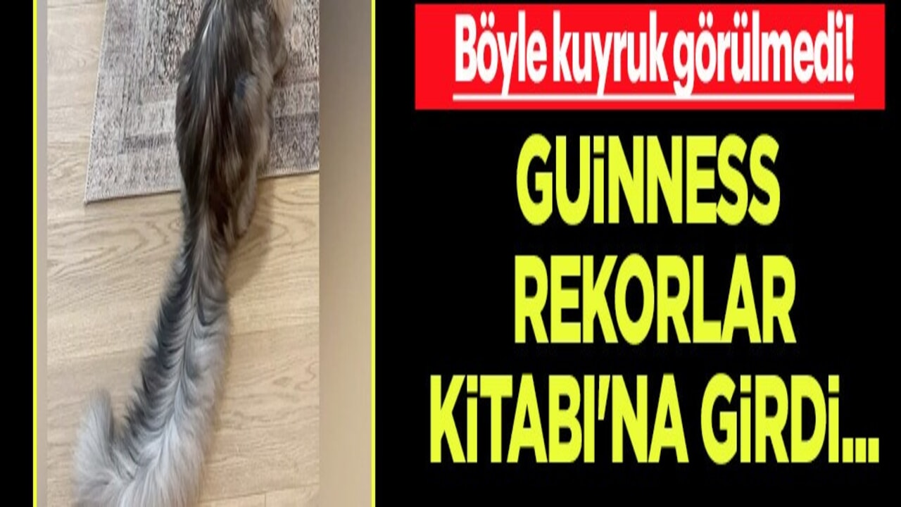 Değişimi inanılmaz! Böylesi kuyruk görülmedi! Kedi, Guinness Rekorlar Kitabı'na girdi