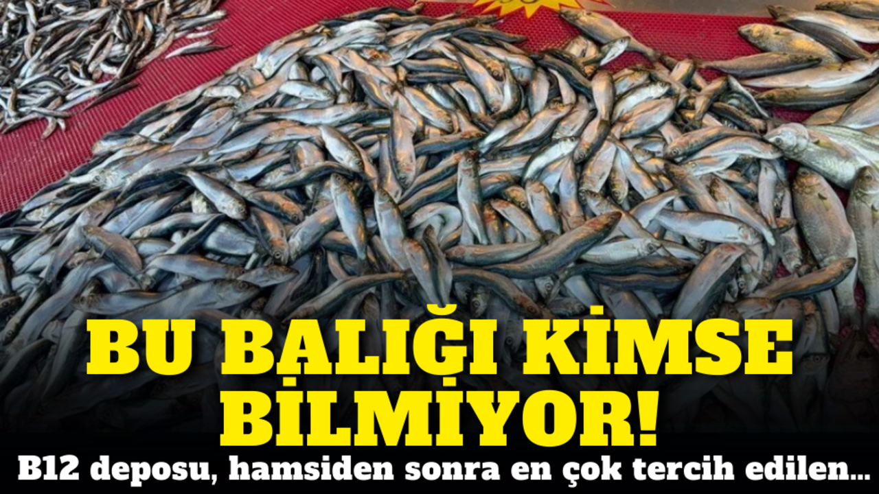 Bu balığı kimse bilmiyor! B12 deposu, hamsiden sonra en çok tercih edilen balık…