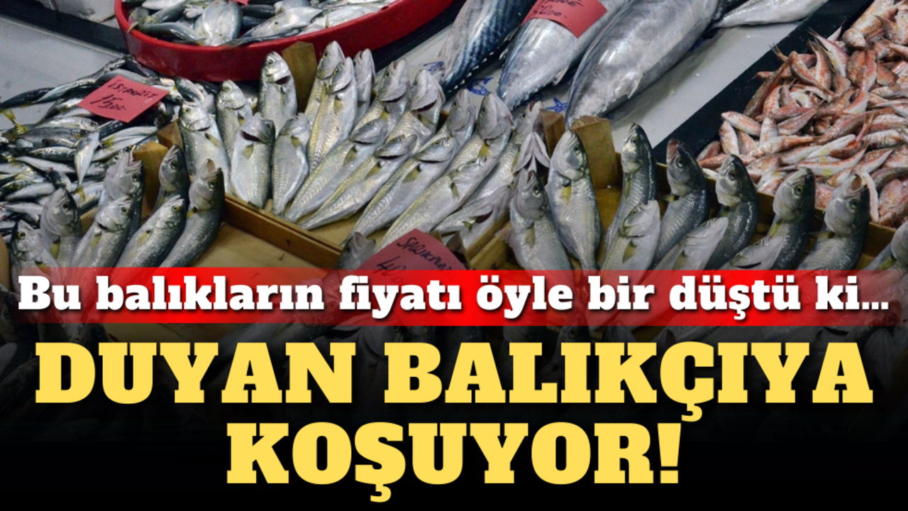 Bu balıkların fiyatı öyle bir düştü ki: Duyan balıkçıya koşuyor!