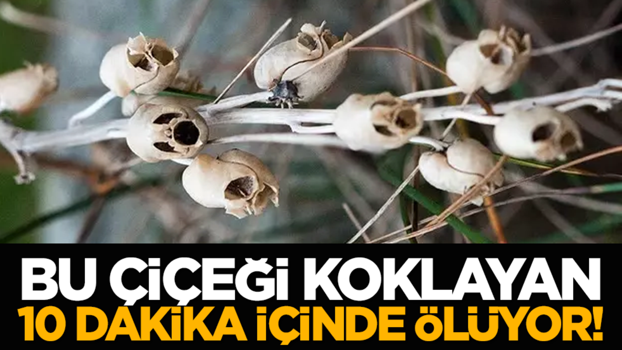 Bu çiçeği koklayan 10 dakika içinde ölüyor!
