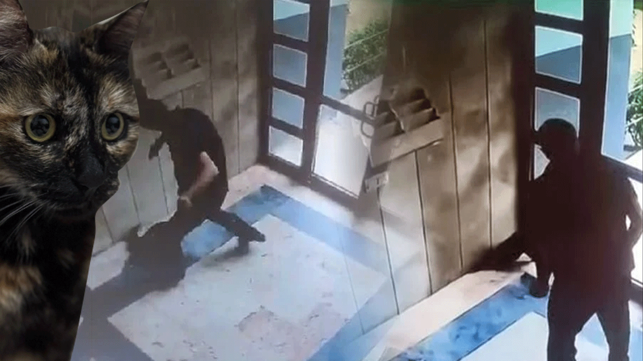 Çalışmaya geldiği sitedeki kediyi tekmeleyerek öldüren cani yakalandı! Adalet Bakanı: Cezasız kalmayacak