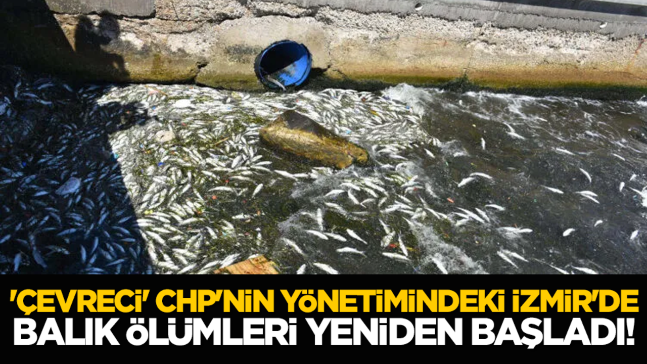 'Çevreci' CHP'nin yönetimindeki İzmir'de balık ölümleri yeniden başladı!