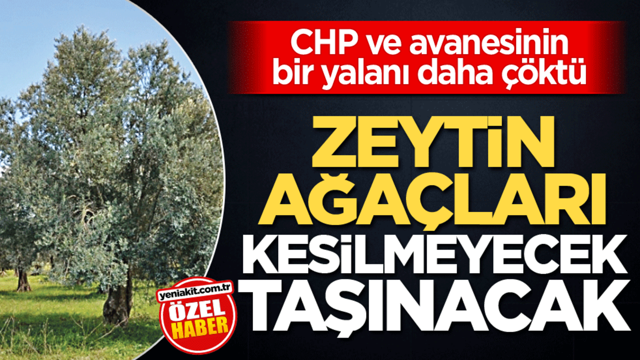 CHP ve avanesinin bir yalanı daha çöktü! Zeytin ağaçları kesilmeyecek taşınacak