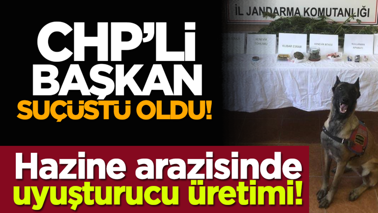 CHP’li başkan suçüstü oldu! Hazine arazisinde uyuşturucu üretimi