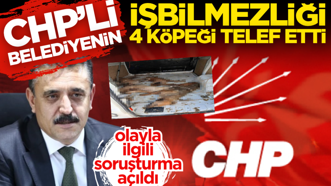 CHP’li belediyenin işbilmezliğine bakın: 4 köpek telef oldu