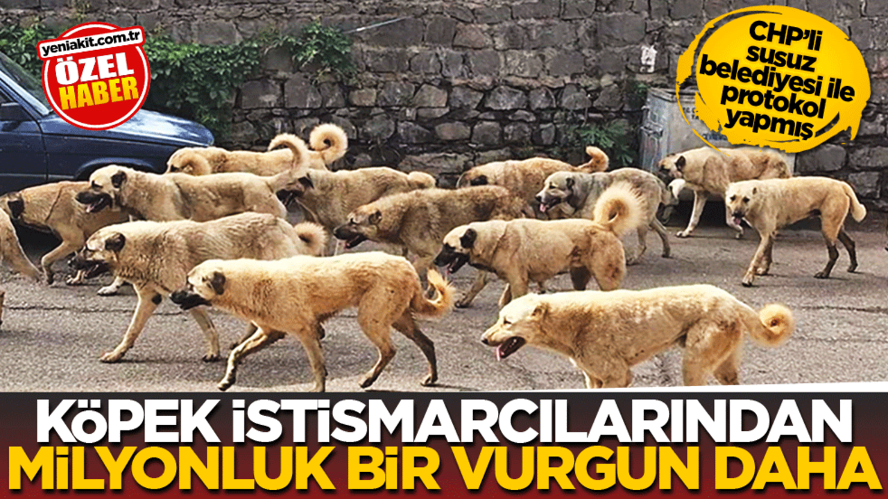CHP’li susuz belediyesi ile protokol yapmış! Köpek istismarcılarından milyonluk bir vurgun daha