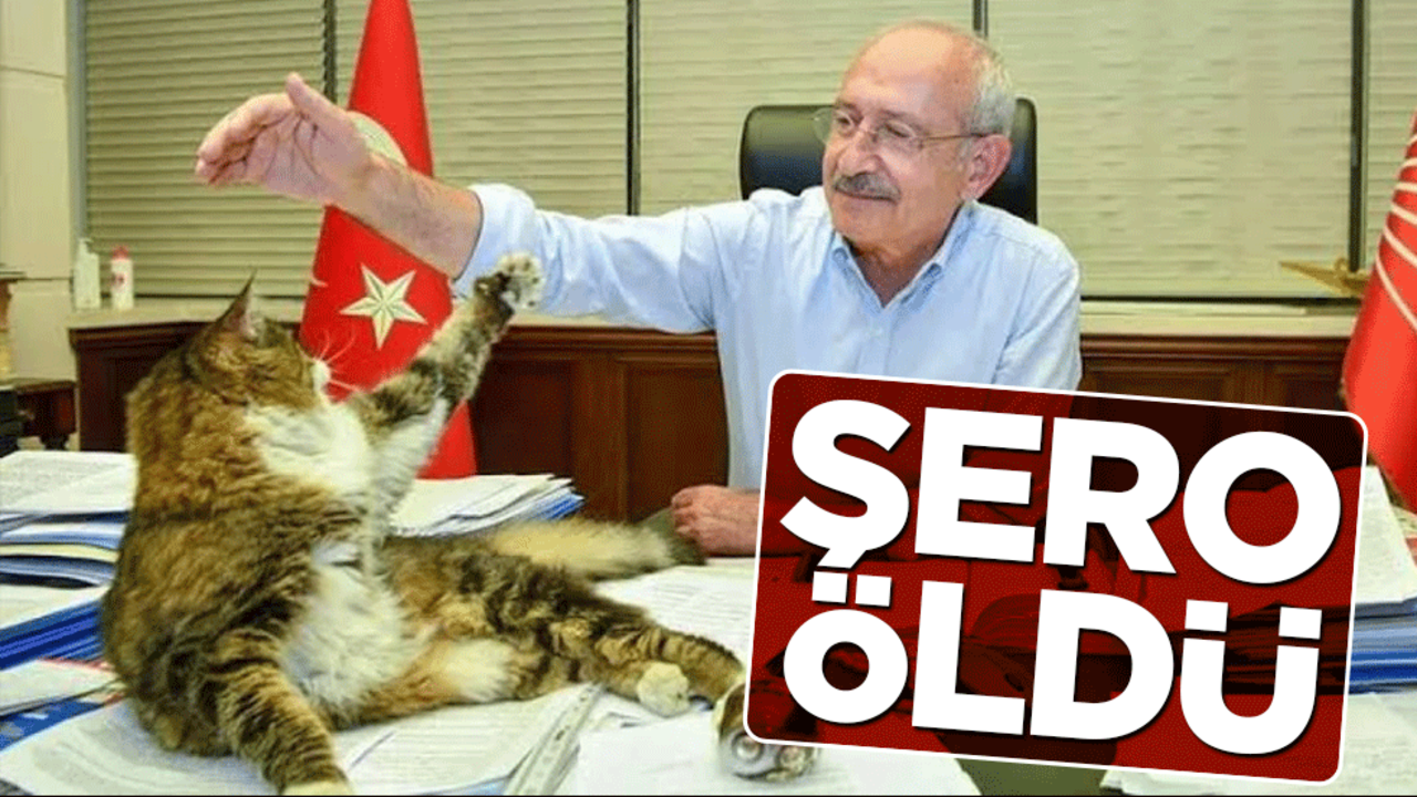 CHP'nin kedisi "Şero" öldü