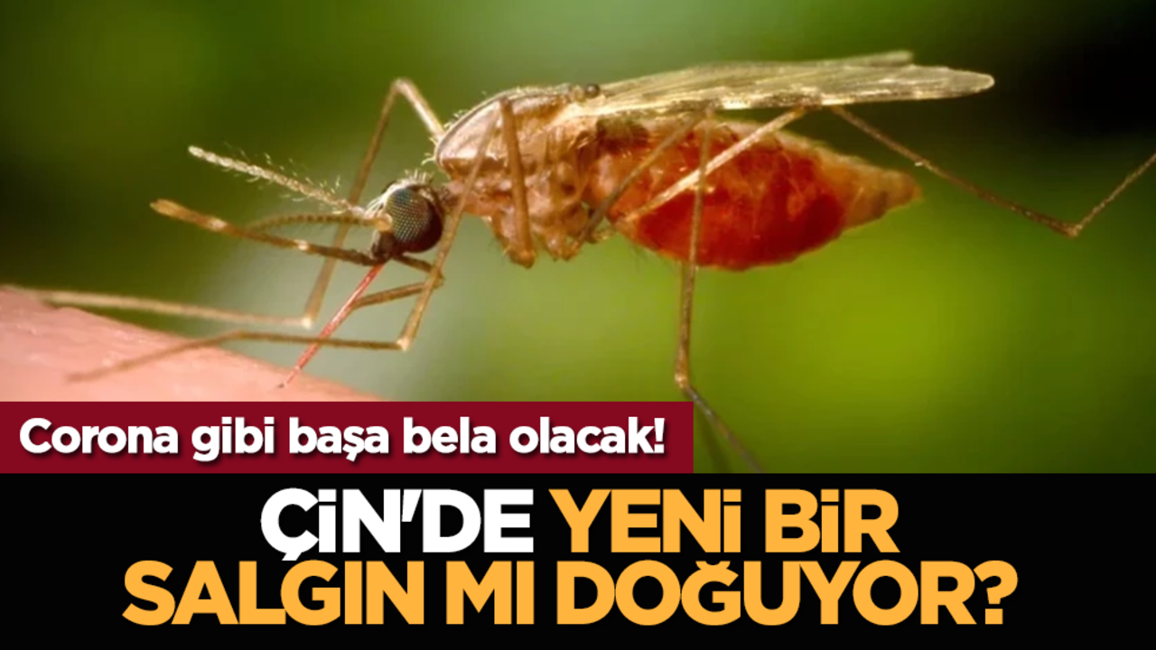Çin'de yeni bir salgın mı doğuyor? Corona gibi başa bela olacak!