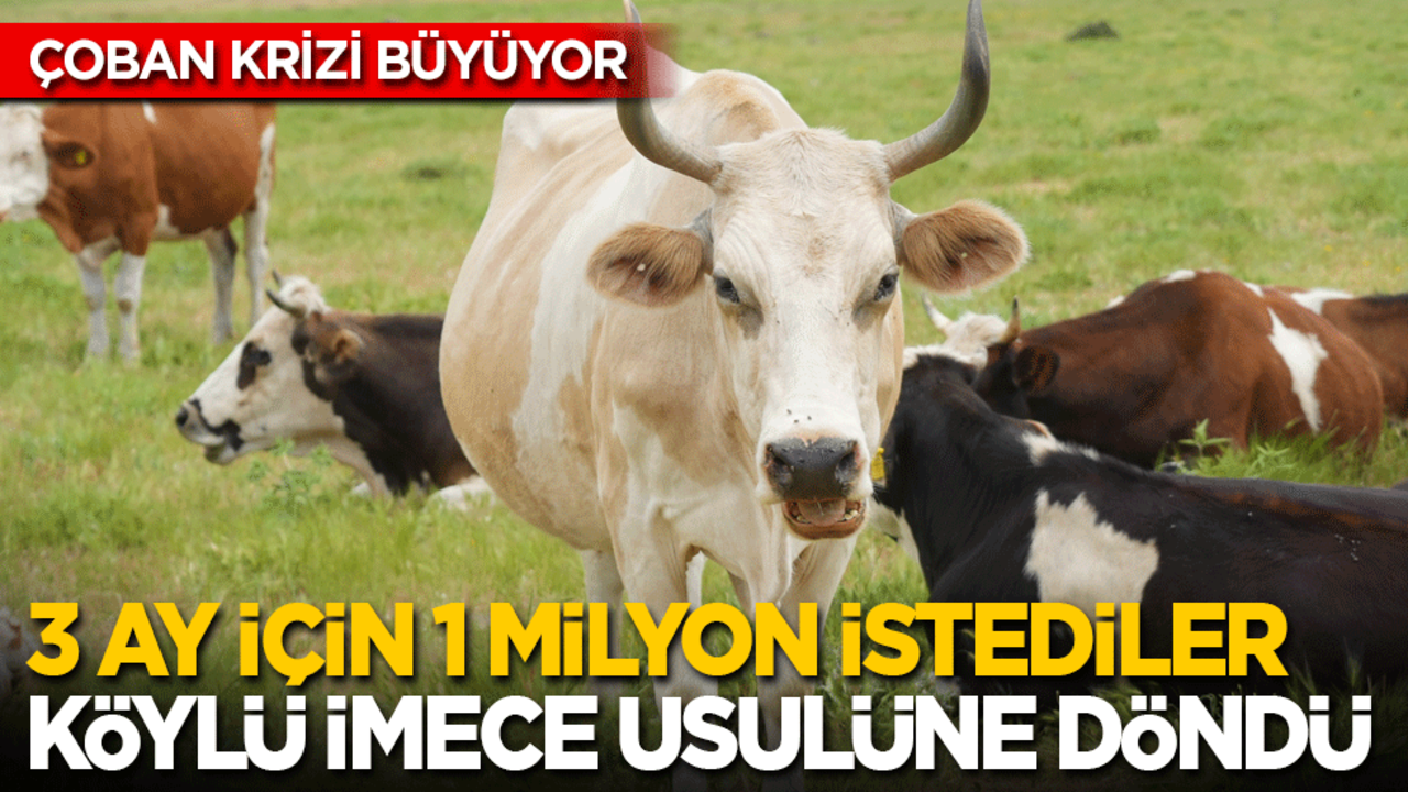 Çoban krizi büyüyor: 3 ay için 1 milyon lira istediler, köylü imece usulüne döndü!