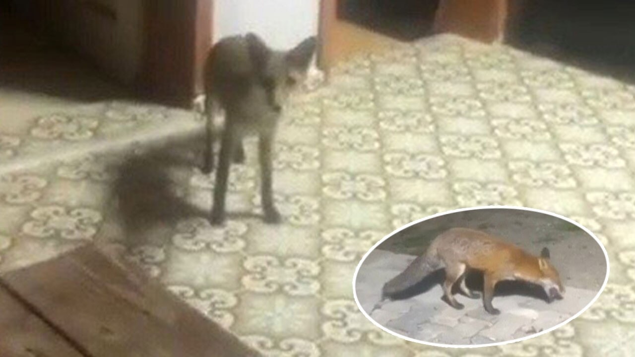 Davetsiz misafir şok etti! Acıkan tilki salona kadar girip yemek istedi