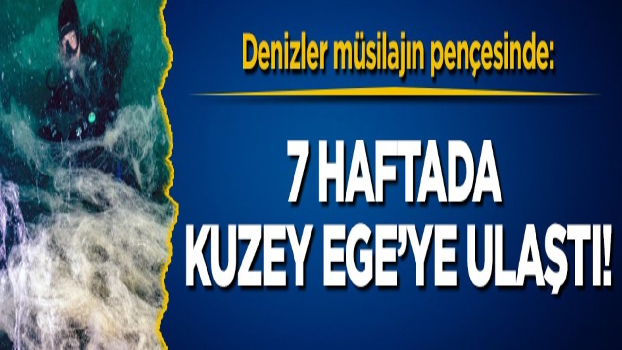 Denizler müsilajın pençesinde: 7 haftada Kuzey Ege’ye ulaştı!
