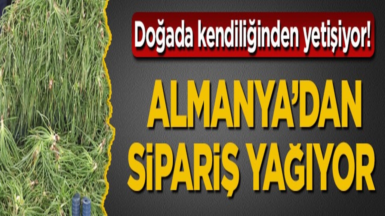 Doğada kendiliğinden yetişiyor! Almanya’dan sipariş yağıyor