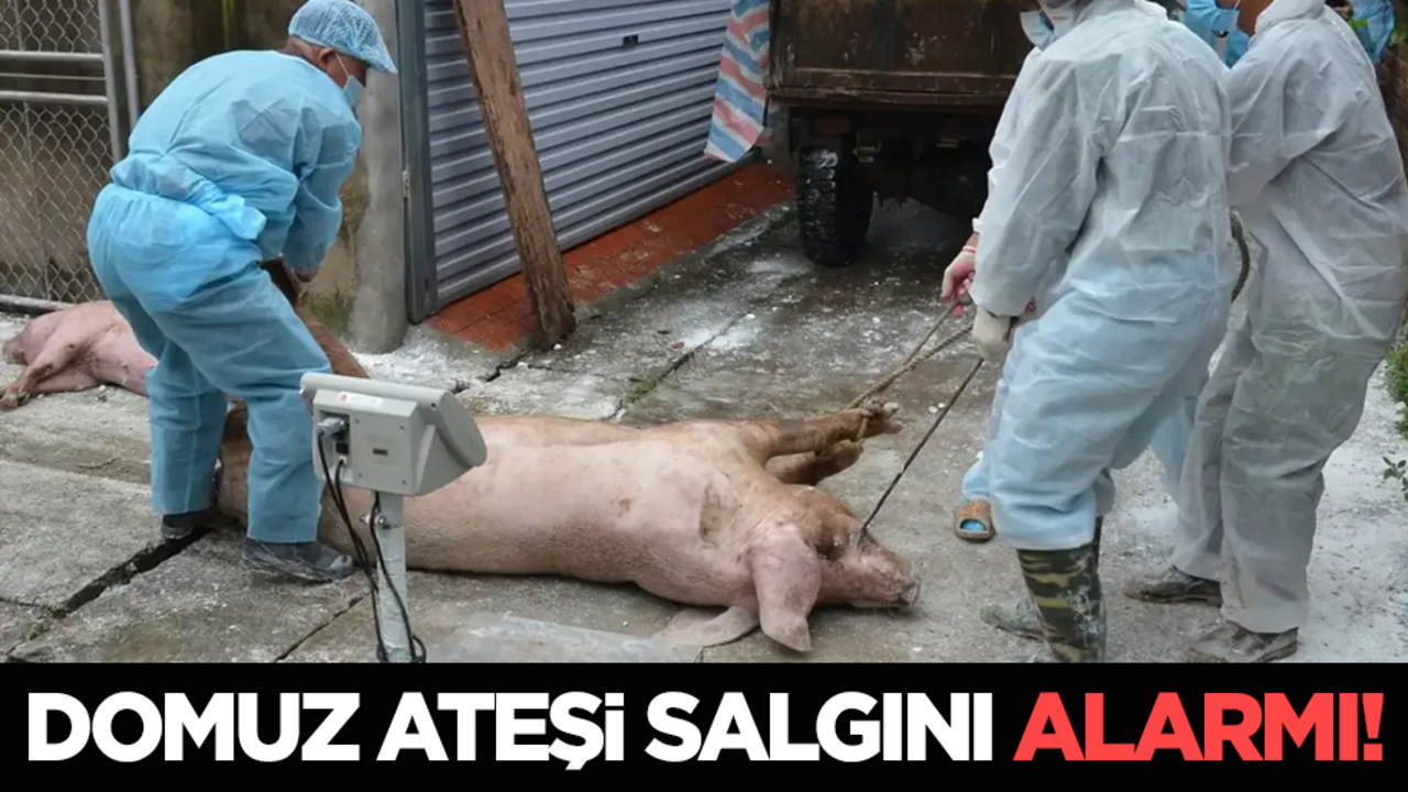 Domuz ateşi salgını alarmı!