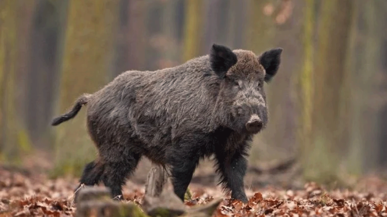 Domuz onu buldu: Hayırdır, beni arıyormuşsun!