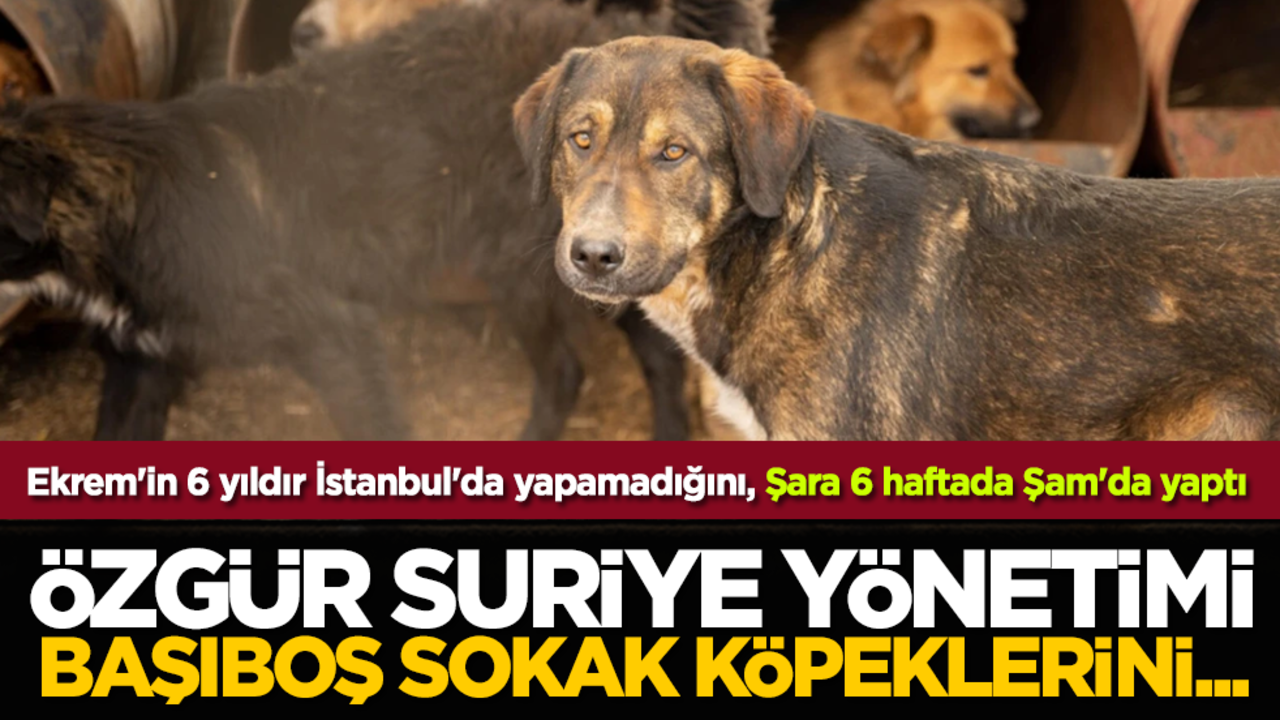 Ekrem'in 6 yıldır İstanbul'da yapamadığını, Şara 6 haftada Şam'da yaptı: Özgür Suriye yönetimi, başıboş sokak köpeklerini...