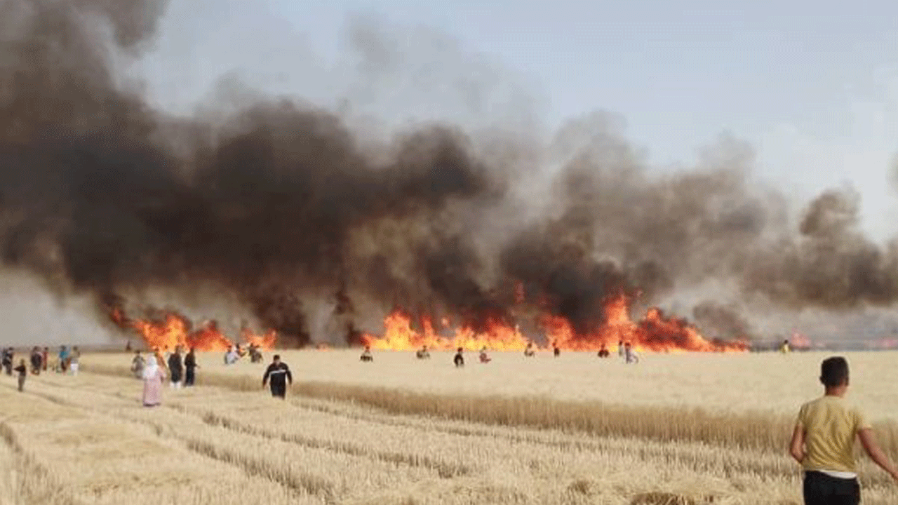 Emekler kül oldu: Diyarbakır'da 1000 dönüm buğday ve arpa yandı