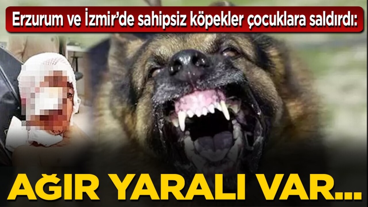 Erzurum ve İzmir’de sahipsiz köpekler çocuklara saldırdı: Ağır yaralı var...