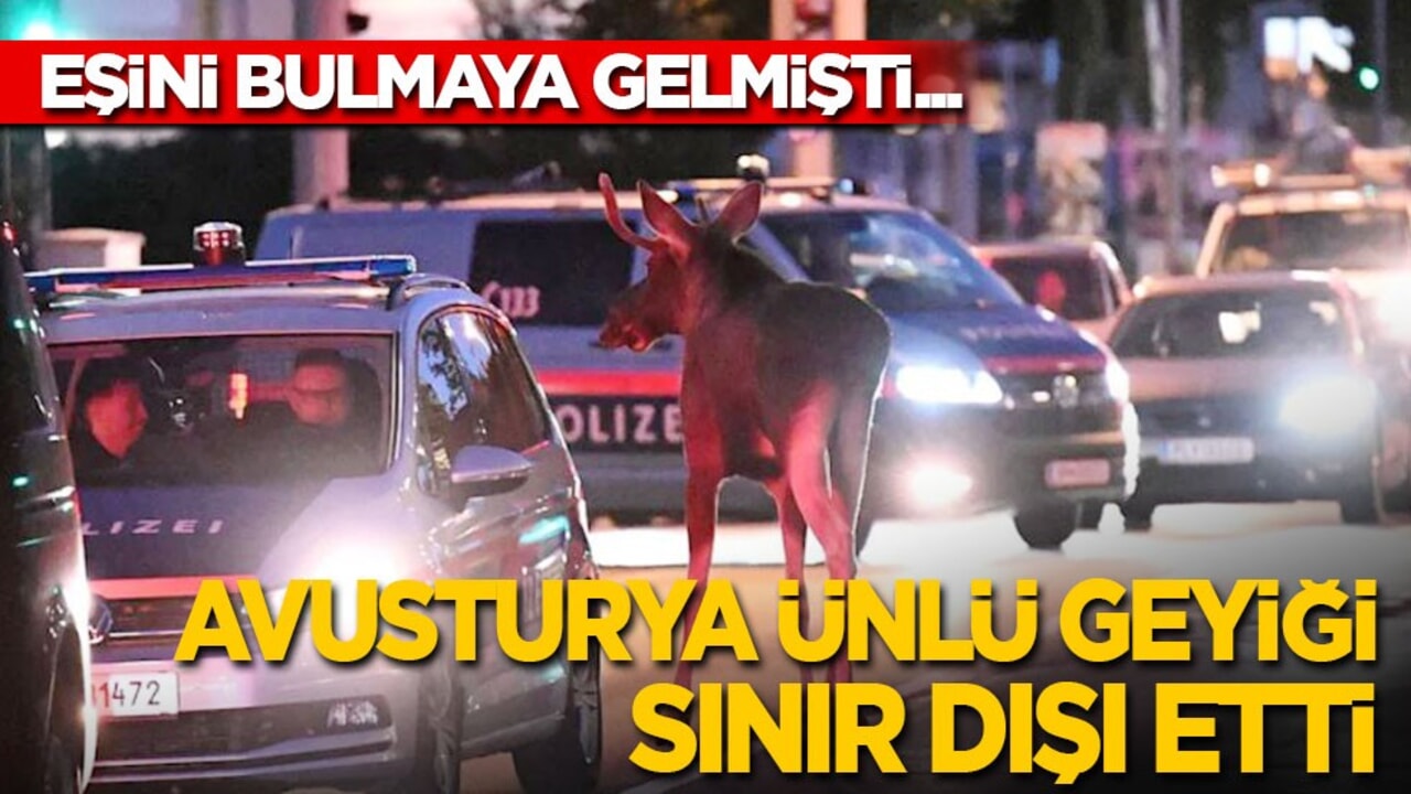 Eşini arıyordu: Avusturya ünlü geyiği sınır dışı etti!