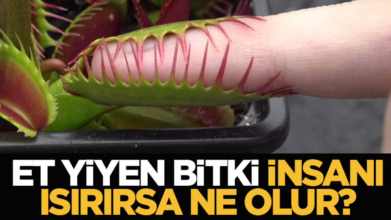 Et Yiyen Bitki İnsanı Isırırsa Ne Olur?
