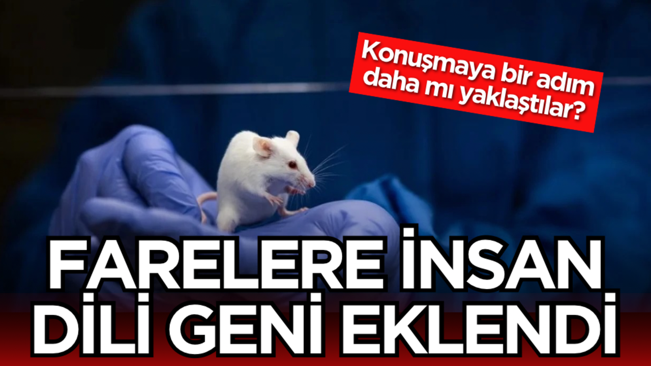 Farelere insan dili geni eklendi: Konuşmaya bir adım daha mı yaklaştılar?