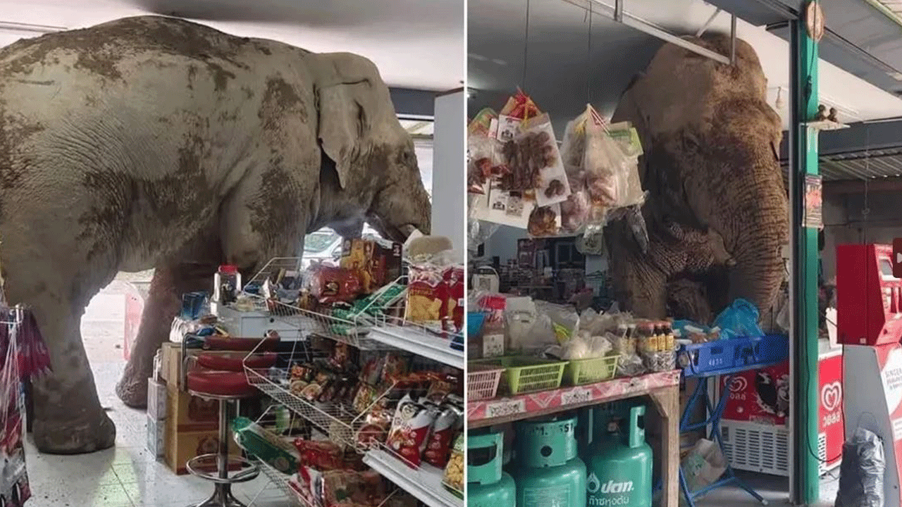 Fil marketi yağmaladı, ne var ne yok yedi! Sapanla kovalandı